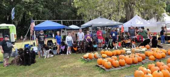 Pumpkin Patch